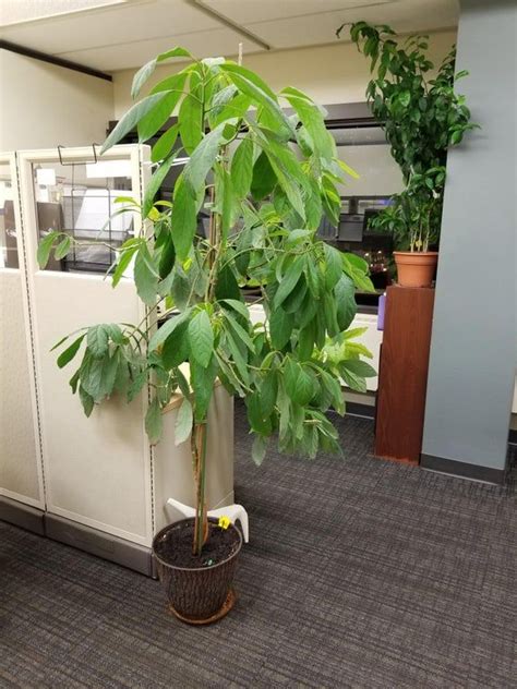 I've got an avocado tree in the backyard and it still hasn't produced any fruit. My dad is growing an avacado tree at his office... In ...