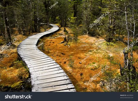 Winding Forest Wooden Path Walkway Through Wetlands Milford Track New