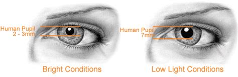 Which Structure In The Eye May Change In Size Under