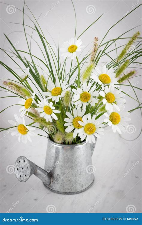 Daisy Flowers In Watering Can Stock Image Image Of Season Color