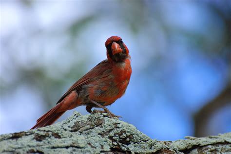 Northern Red Cardinal Island Of Molokai Hawaii Northern Flickr