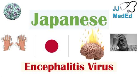 Japanese Encephalitis Virus Jev Transmission Pathogenesis Symptoms Diagnosis Treatment