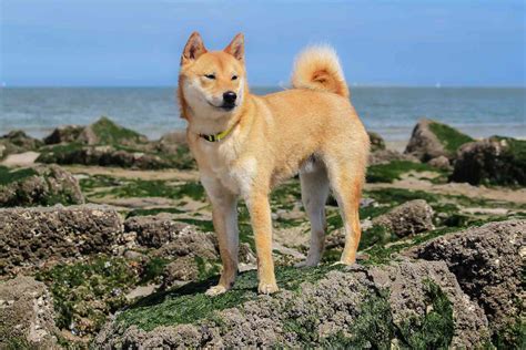 11 Top Dog Breeds From Japan