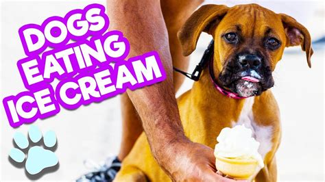 Adorable Dogs Eating Ice Cream Funny Dog Compilation Thatpetlife