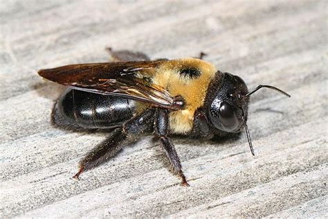 How To Get Rid Of Carpenter Bees The Best Way