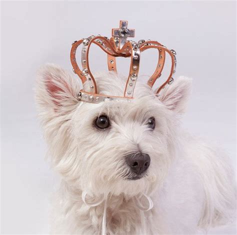 Leather Dog Crown With Stone And Studs Size M Baby Dogs Pet Dogs Dog