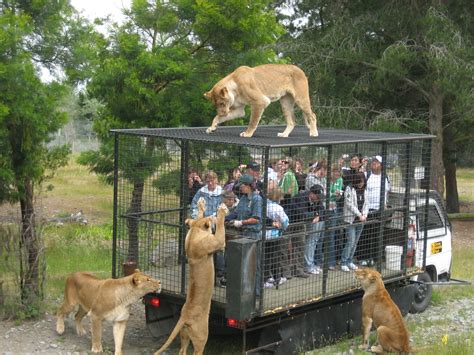 Fichierorana Wildlife Park Feeding Lions — Wikipédia