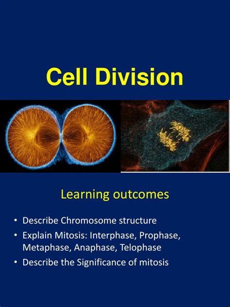 Cell Divisionmitosis Cell Cycle 2013ppt Mitosis Cell Cycle