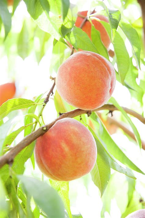 For most people, that's the only difference. Peaches Growing In Tree Photograph by Jacqueline Veissid