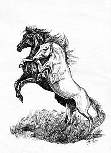 Sometimes the draw reins are used to forcibly crank the head of a mustang downward because there is a certain level of stubbornness within the. Mustang Horse Drawing at PaintingValley.com | Explore ...