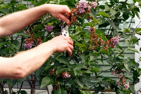6 Simple Steps For Pruning Lilacs Each Year Bob Vila