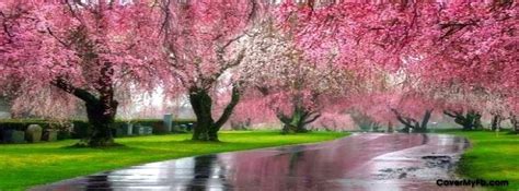 Trees In Spring Spring Cover Photos Blossom Trees Facebook Cover Images