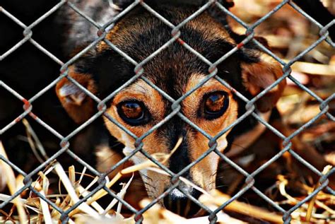 18 Facts About Animal Shelters Animal Car Donation