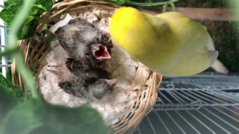 Baby Canaries 3 Weeks Old Youtube