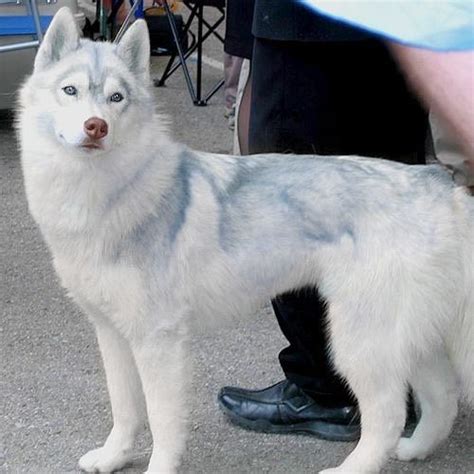 Are White Siberian Huskies Rare