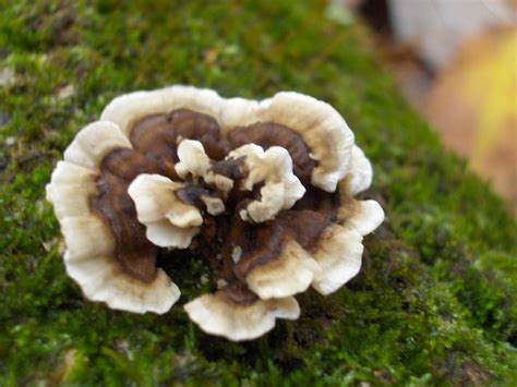 Maybe you would like to learn more about one of these? fungus or flower? | rutgers ecological preserve | Vik ...