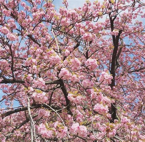 New York Is In Full Bloom Nyc Centralpark Cherryblossom Spring