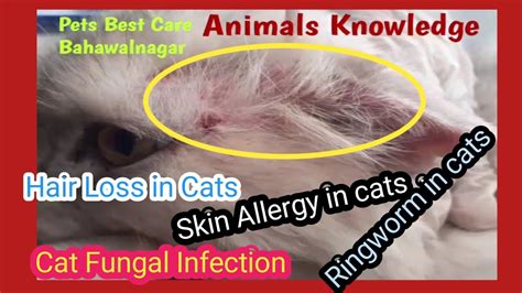 Cat Fungal Infection Diagnosis And Treatment Dermatophytosis
