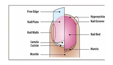 Long-lasting Tips for Superior Nail Coding - AAPC Knowledge Center