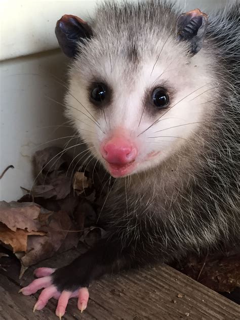 Pin On Opossum Possum