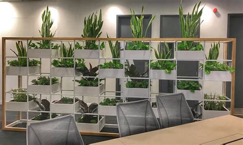 8 Of Best Office Plants For Offices With No Windows
