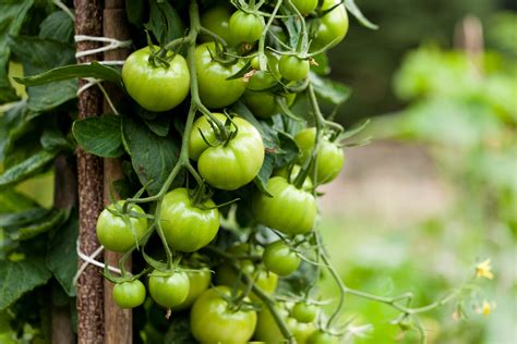 Steps To Take To Ripen Green Tomatoes Southeast Agnet