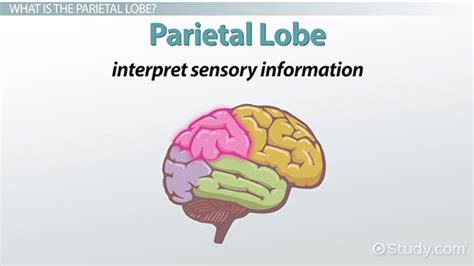 Parietal Lobe Definition And Functions Video And Lesson Transcript