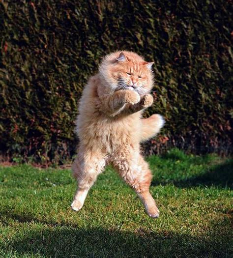 Just Some Fabulous Jumping Cats Imgur Funny Cat Memes Funny Cats