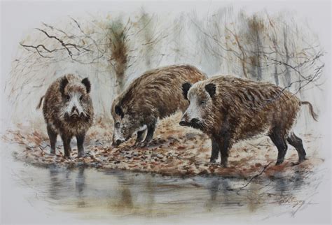 Dominique Pizon Wild Pig Wild Boar Wildlife Paintings Wildlife Art