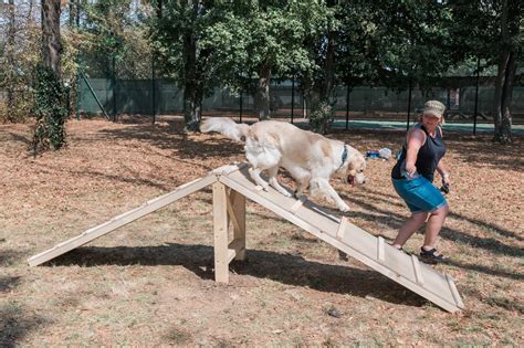 Dog Agility Obstacle Course Installed As A Part Of Eagle Scout Project