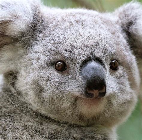 Pin By Calye On Koala Super Cute Animals Scary Animals Baby Animals