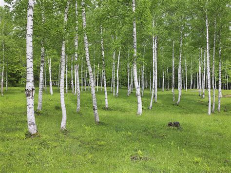 White Birch What You Need To Know