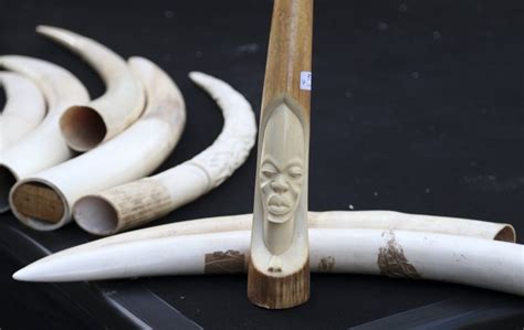 Illegal Ivory Trade Us Authorities Target American Auction Houses
