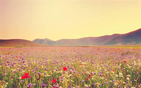 Wildflower Desktop Wallpapers Top Free Wildflower Desktop Backgrounds
