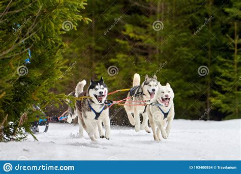 Running Husky Dog On Sled Dog Racing Stock Photo Image Of Speed
