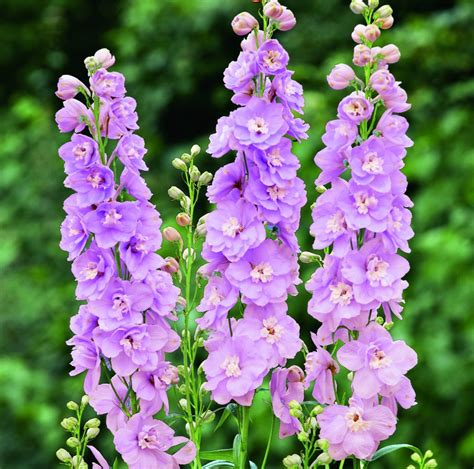 Delphinium X Cultorum ‘jupiter F1 Pink Proctors Nursery