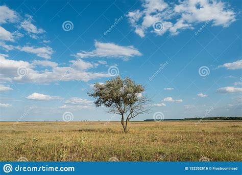 Single Tree In Summer Green Grass Field Landscape Clouds Blue Sky Stock