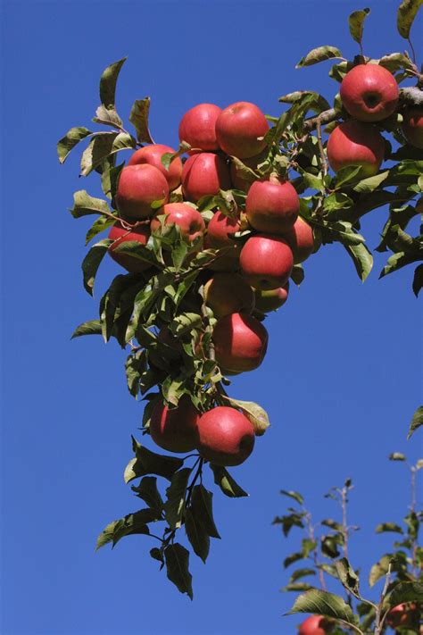 Great Things Grow Here | Asian Markets Demand New Apple Varieties