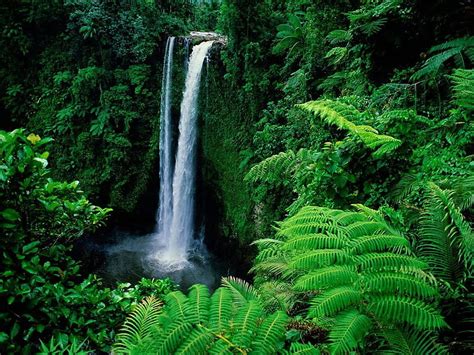 Amazon Rainforest Feel The Rainfall Of Leaves Waterfall Hd Wallpaper