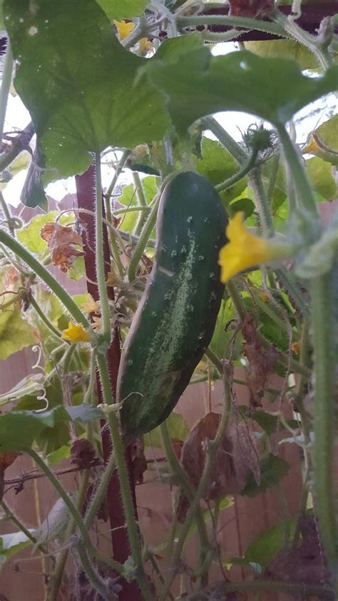 Straight Eight Cucumbers By Bonnie Plants Grown In Our Garden This