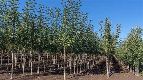 Everde Growers Expands With Acquisition Of California Fruit Grower