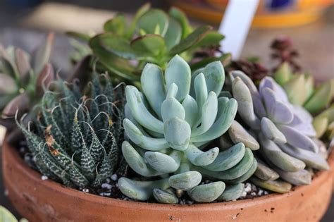 Succulent Care And Display Tips New England Today