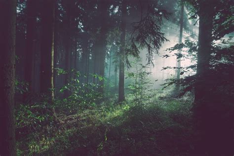 Forest Wallpapers Free Hd Download 500 Hq Unsplash