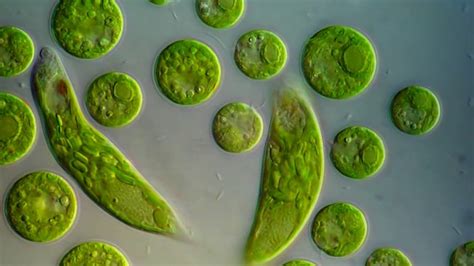 Chlamydomonas And Euglena Unicellular Organism Kssm Form 1 Science