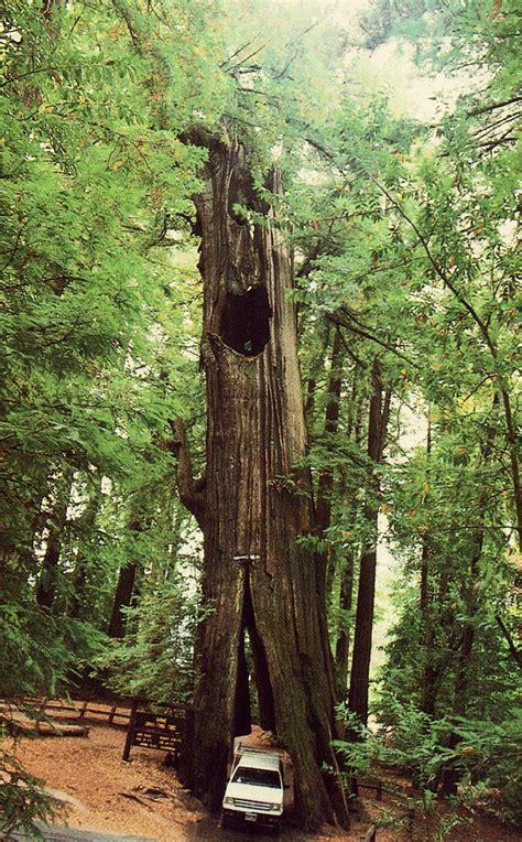 Original Drive Thru Treeshrine Park Redwood Forest Redwood Forest