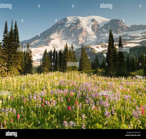 Mt Rainier Fotografías E Imágenes De Alta Resolución Alamy