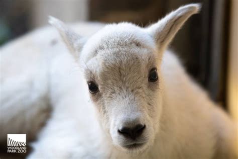 Baby Mountain Goat Animal Individual Record At Dreamers Farm