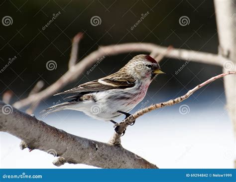 Common Redpoll Stock Photo Image Of Sitting Branch 69294842