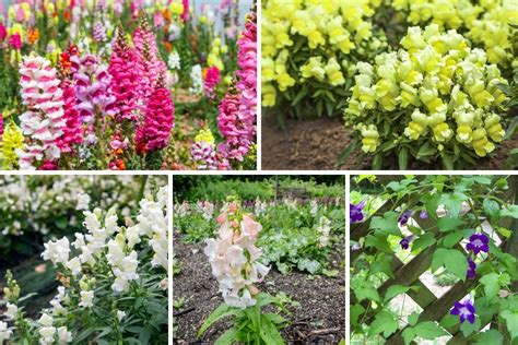 18 Different Types Of Snapdragons Plus Important Facts