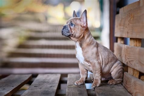 Blue Fawn French Bulldog Info Pictures Traits And Facts Hepper